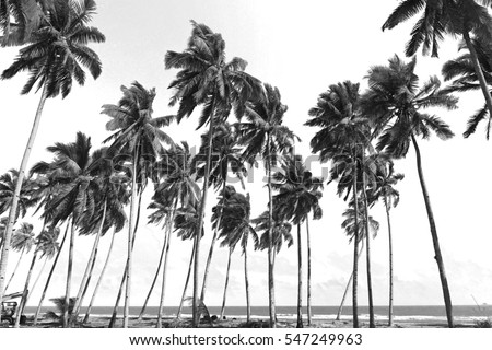 Coconut trees at tropical beach. Black and white photography.
