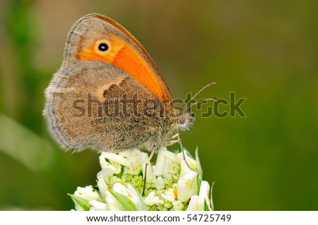 butterfly outdoor (ce. glycerion)