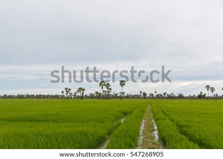 Rice Field in rainy season, Phetchaburi Thailand.