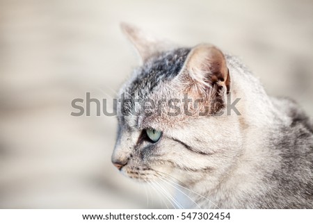 Beautiful silver cat portrait