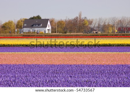 dutch house in the middle of tulips