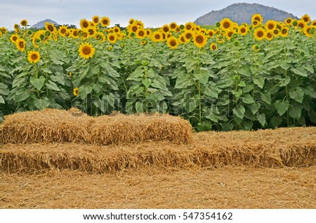 Straw seat with sunflower field