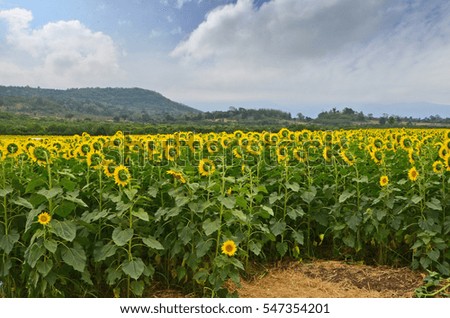 Back side of sunflower field beside the mountain