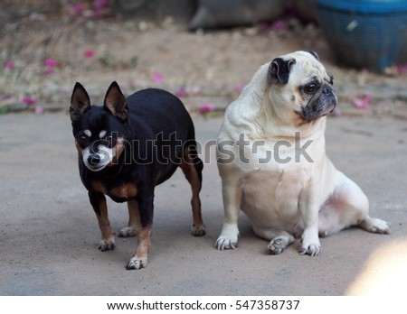 lovely black alert miniature pincher dog standing looking at something with a cute white fat pug dog friend sitting on the concrete floor blur out of focus in the picture background