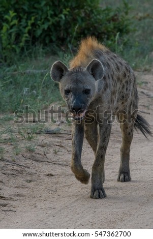 Hyena trotting on dirt road 