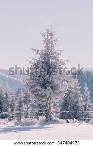Winter picture with pine trees.