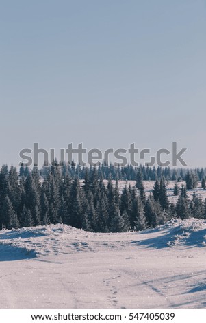 Winter picture with pine trees.