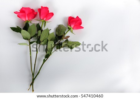 Three dark pink roses against white background.  Copy space in right part of horizontal photo.