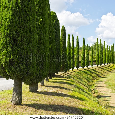 Hill of Tuscany with Vineyards and Cypress Alley Royalty-Free Stock Photo #547423204