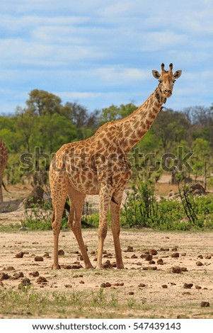 Lone Giraffe standing on the open plains with natural bushes in the background and a blue cloudy sky.  Hawing National Park, Zimbabwe, Southern Africa