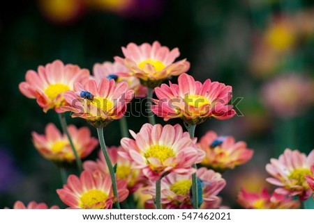 Close up Beautiful flowers of chrysanthemums, natural background 