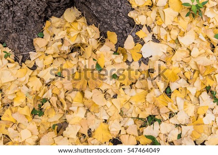 Fallen Leaves on the Ground Background Abstract Wallpaper