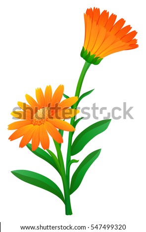 Orange calendula flowers with green leaves illustration