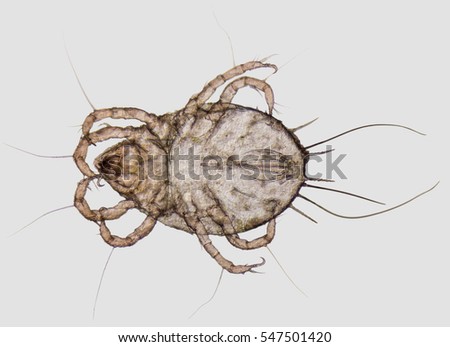 microscopic shot showing a house dust mite Royalty-Free Stock Photo #547501420