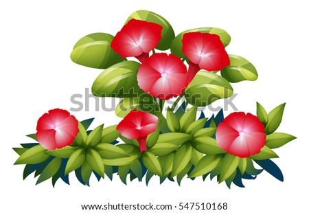 Morning glory flowers in red color illustration