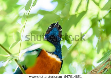 Superb Starling (Lamprotornis Superbus) Bird