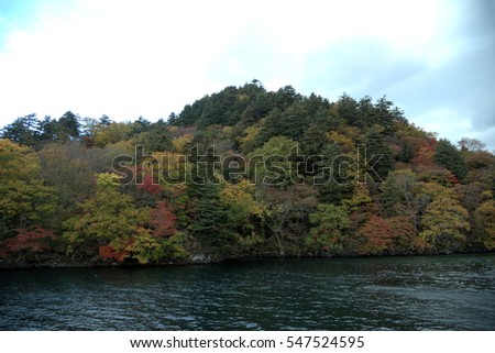 Deciduous trees and shrubs  with various  colored leaves in autum . This picture was taken in september  at Towada lake , Japan.