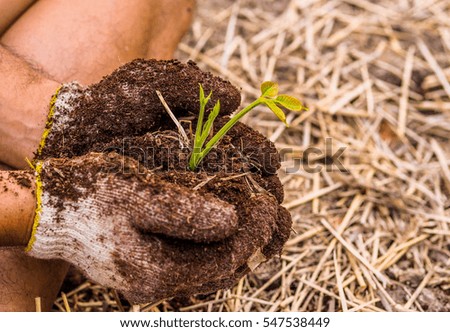 Seedlings in the hands of agriculture, Gardening.