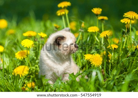 Dreaming little kitten walking in dandelion lawn in sunny day