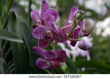 beautiful orchids