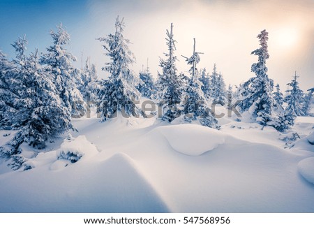 Sunny morning scene in the mountain forest after heavy snowfall. Misty winter sunrise in the snowy wood, Happy New Year celebration concept. Artistic style post processed photo.