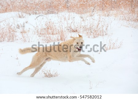 dog play in snow