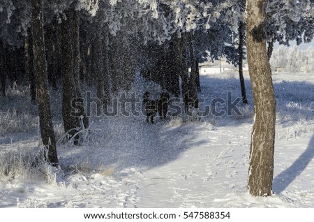 Winter Pinery