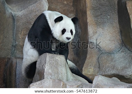 Big giant panda bear playing on the rock. Soft focus