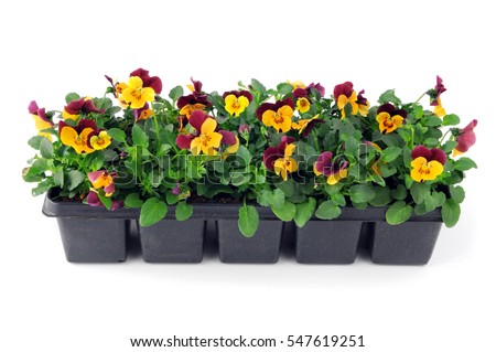 pansy flower seedlings in a tray box on isolated background.