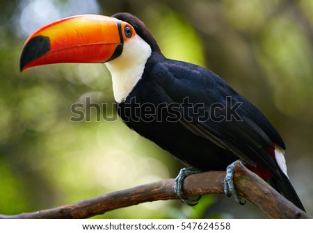 Toucan on the branch. Bird park in Brazil