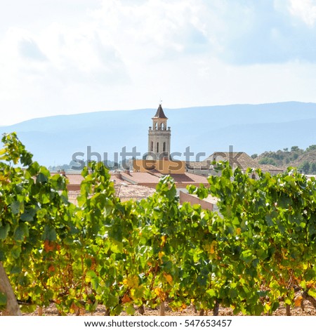 vineyard in the foreground with White grapes hanging with rural town background with church and bell tower and mountain