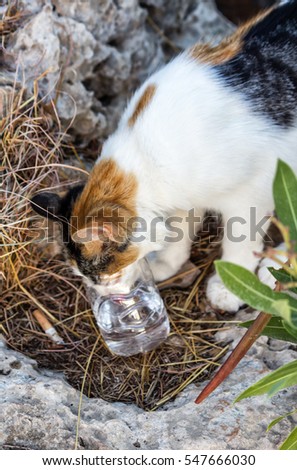 Greek street cat drinking water from the glass on the rocks of Lindos Acropolis on Rhodes Island