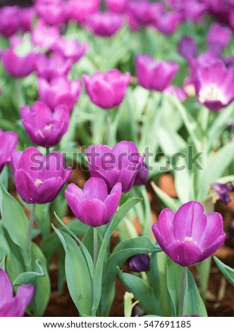 tulips garden in vintage tone