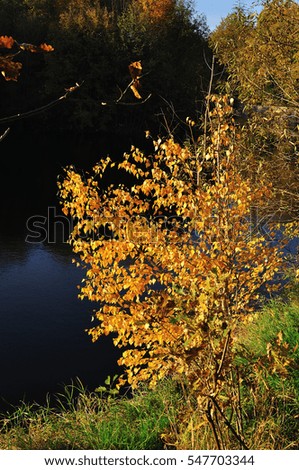 small tree with yellow leaves near the lake