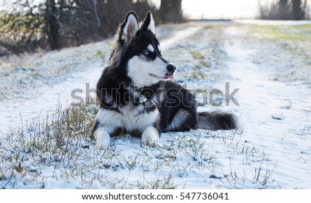 Young husky tasting snow for the first time, Bavaria (Germany)