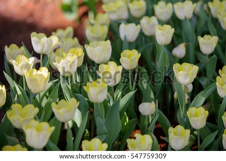 Beautiful flower background, Amazing view of bright white tulips blooming in the garden at the middle of sunny spring day with green grass and blue sky landscape,Tulip Violet.
