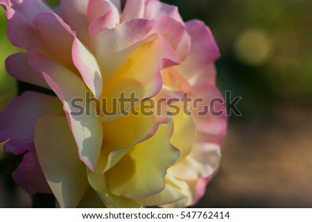 Beautiful blossoming rose flower in a garden. Macro of  bicolor pink-yellow rose blooming