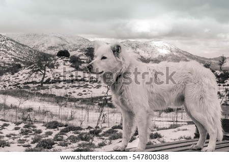 A beautiful white dog is standing in a winter snowy mountain somewhere in Crete.