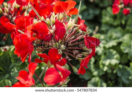 Red Flowers at Morning light