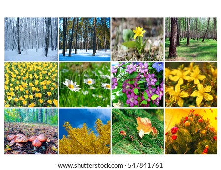 blank with different twelve colored images of nature for calendar