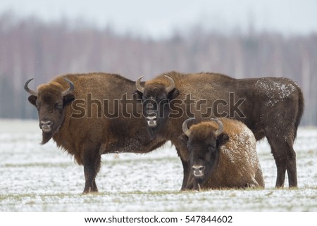 Mammals - European bison (Bison bonasus) in winter time, Knyszyn Forest (Poland)