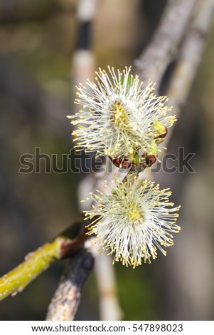 Blooming buds pussy-willow