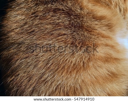 Orange cat fur