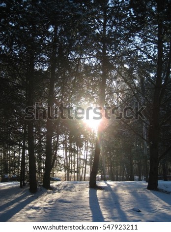 European peaceful landscape with the prospect of a winter forest with dense trees, white snow drifts, icicles sparkling in the sunlight as the source for design and art print