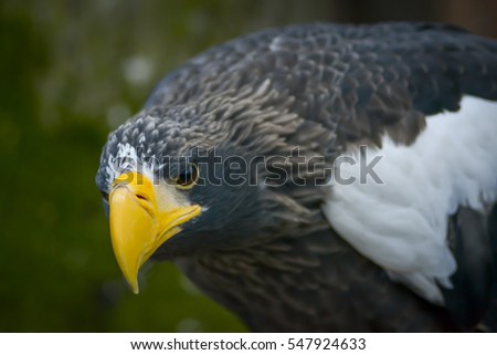 Steller's sea eagle portrait in natural light