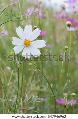 Worm in a beautiful cosmos flower