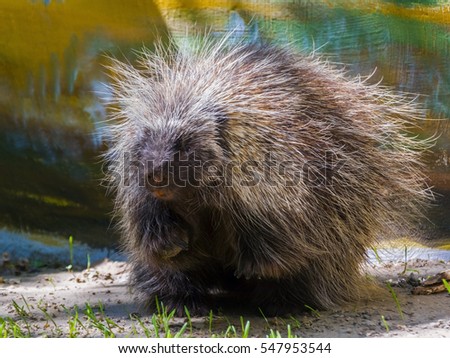 Canadian or North American tree porcupine - Erethizon dorsatum - on the ground