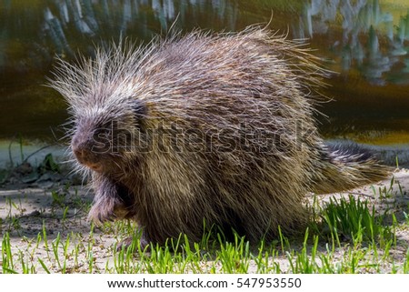 Canadian or North American tree porcupine - Erethizon dorsatum - on the ground