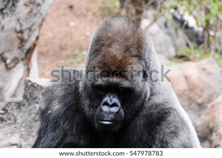 Photo Picture of a Big Mammal Gray Adult Strong Gorilla