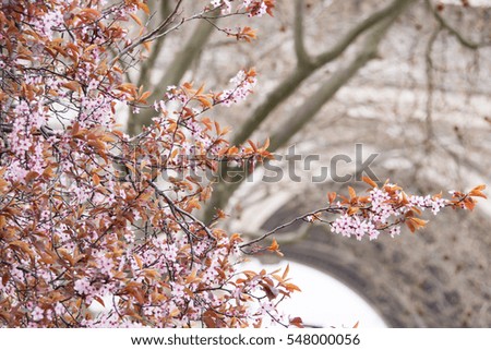 Cherry blossom near Victory Gate, Paris, France